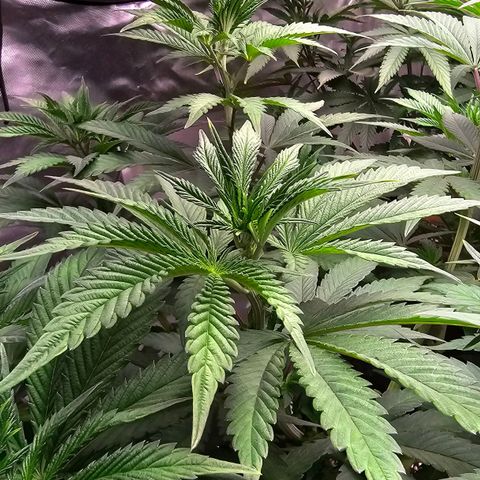 Cookies gelato growlog timeline photo