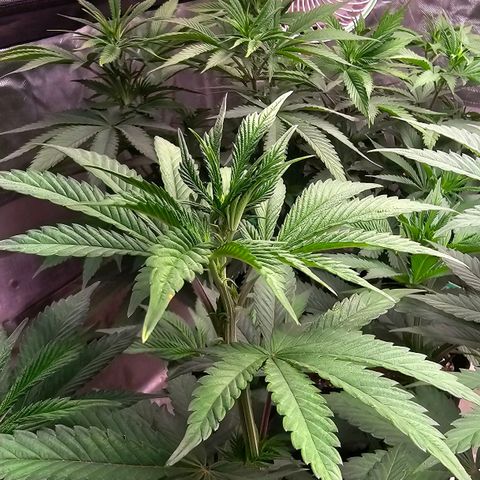 Cookies gelato growlog timeline photo