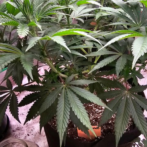 Cookies gelato growlog timeline photo