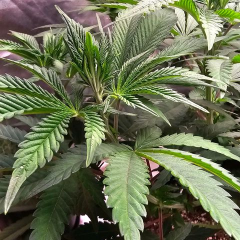 Cookies gelato growlog timeline photo