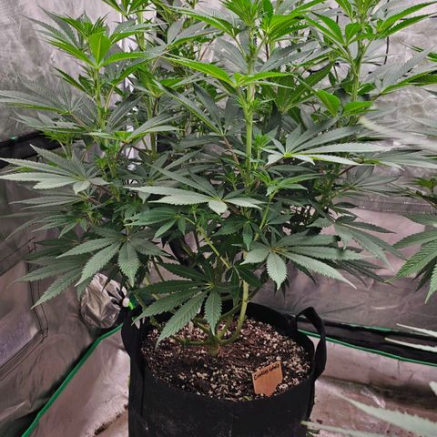 Cookies gelato growlog timeline photo