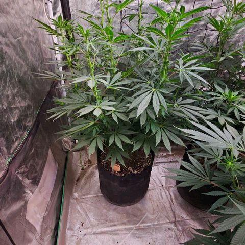 Cookies gelato growlog timeline photo
