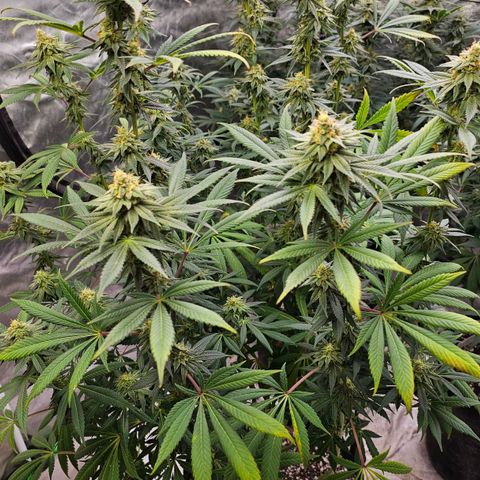 Cookies gelato growlog timeline photo