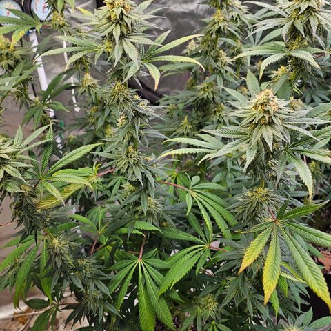Cookies gelato growlog timeline photo