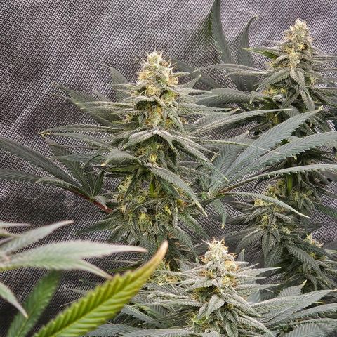 Cereal Milk growlog timeline photo