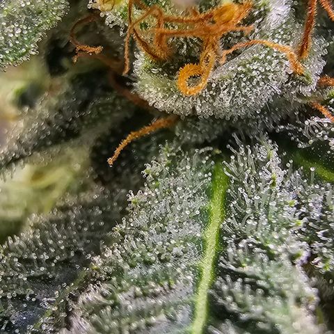 Cookies gelato growlog timeline photo