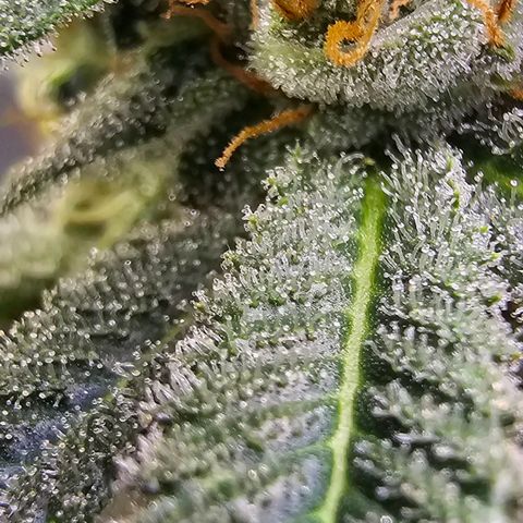 Cookies gelato growlog timeline photo