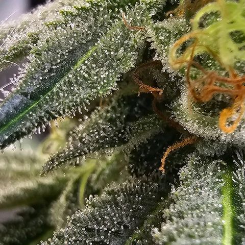 Cookies gelato growlog timeline photo