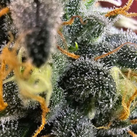 Cereal Milk growlog timeline photo