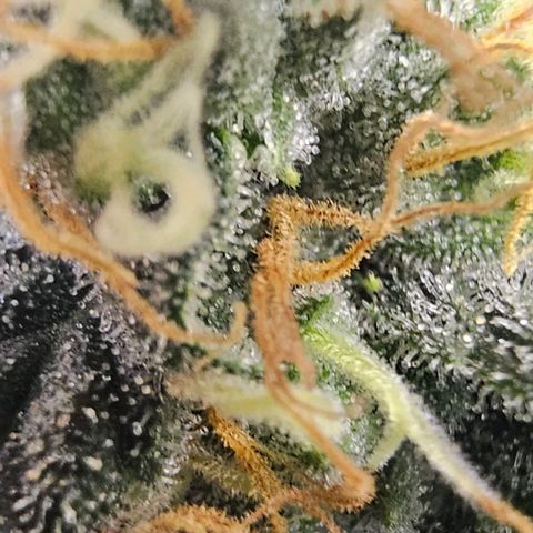Cereal Milk growlog timeline photo
