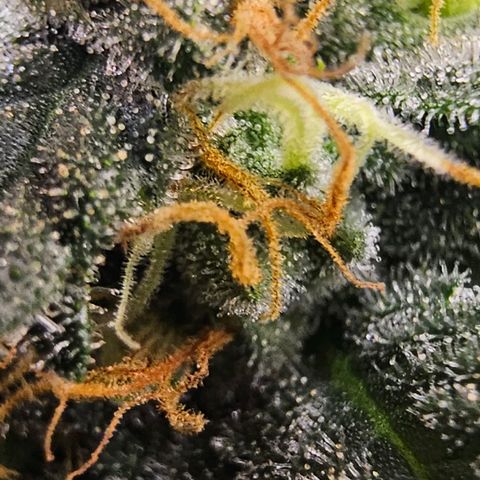 Cereal Milk growlog timeline photo