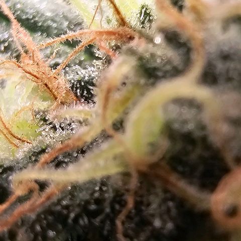 Cereal milk #2 growlog timeline photo