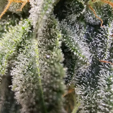 Cereal milk #2 growlog timeline photo