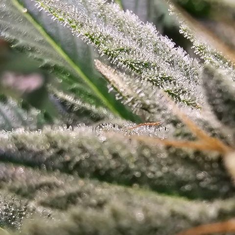 Cereal milk #2 growlog timeline photo