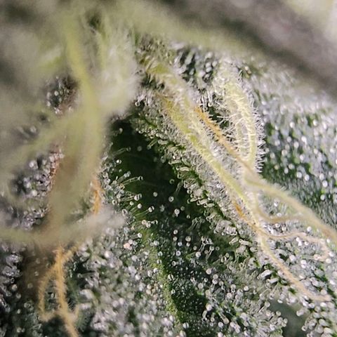 Cereal milk #2 growlog timeline photo