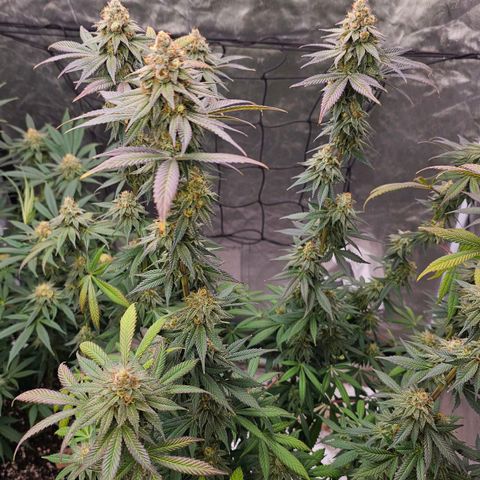 Cookies gelato growlog timeline photo