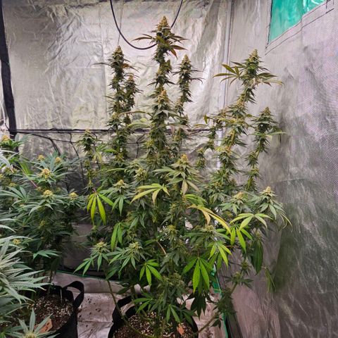 Cookies gelato growlog timeline photo