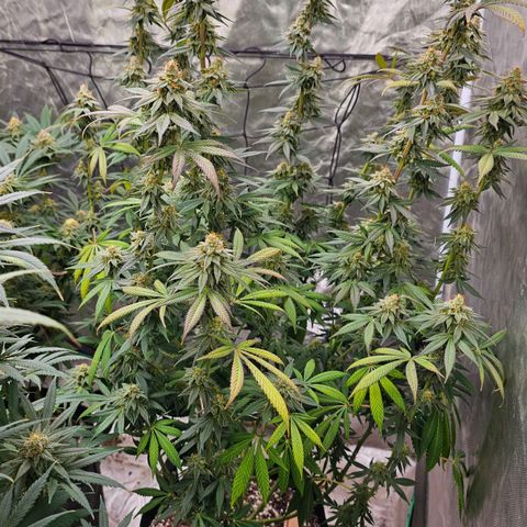 Cookies gelato growlog timeline photo