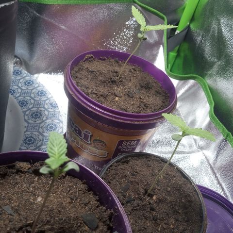 Seend Aleatória (Natural) growlog timeline photo