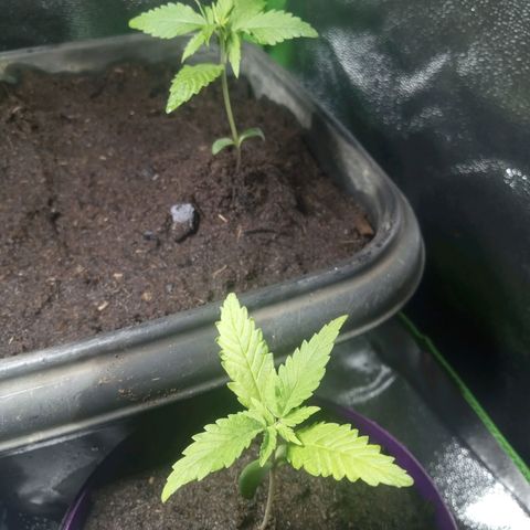 Seend Aleatória (Natural) growlog photo: Desenvolvendo a 3a folhagem