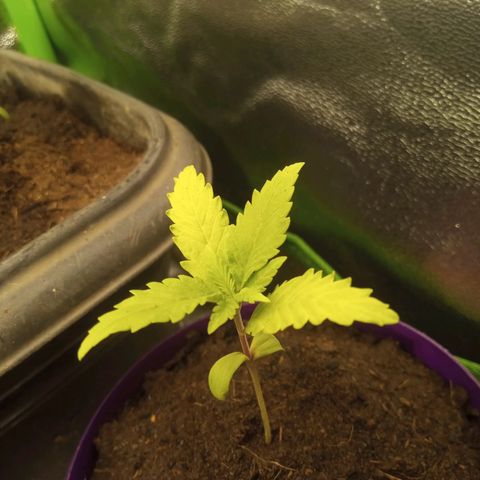 Seend Aleatória (Natural) growlog timeline photo
