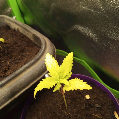 Seend Aleatória (Natural) growlog photo: Desenvolvimento lento
