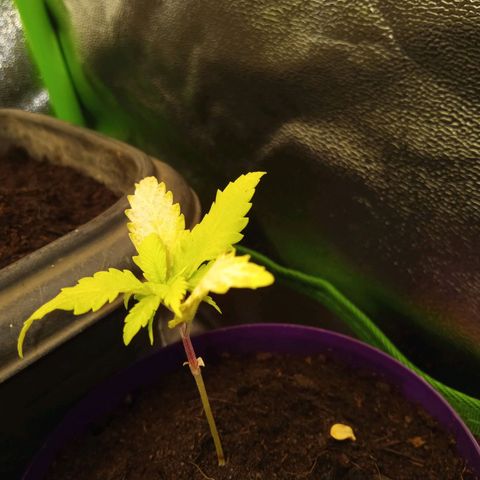 Seend Aleatória (Natural) growlog photo: Desenvolvimento travado / carência de nutrientes 