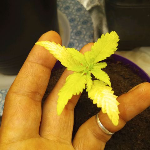 Seend Aleatória (Natural) growlog photo: Adição de Bokashi ao Solo / Desenvolvimento travado 