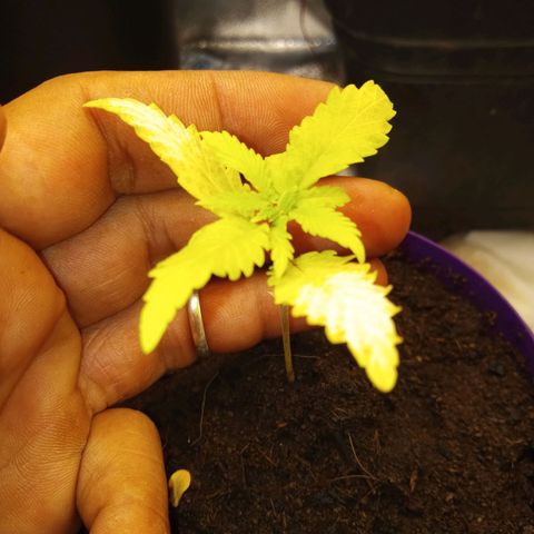 Seend Aleatória (Natural) growlog photo: Adição de Bokashi ao Solo / Desenvolvimento travado 