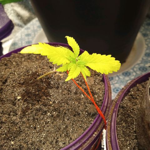 Seend Aleatória (Natural) growlog timeline photo