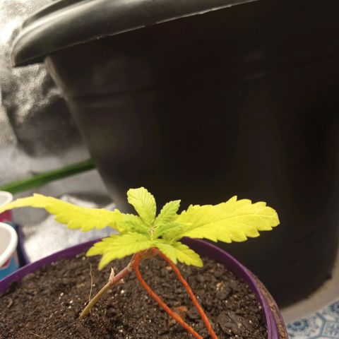 Seend Aleatória (Natural) growlog photo: Amarração de baixo estresse / boa recuperação / persebe-se um desenvolvimento depois da amarração e adição de fertilizantes mineral 
