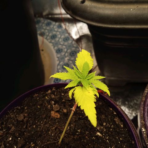 Seend Aleatória (Natural) growlog photo: Crescimento lento 