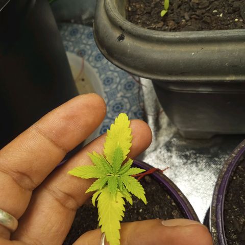 Seend Aleatória (Natural) growlog timeline photo