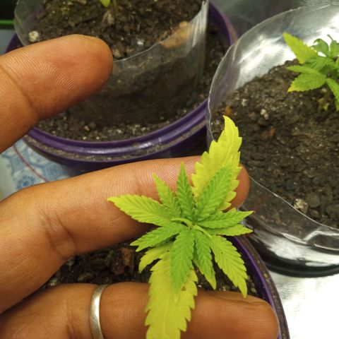 Seend Aleatória (Natural) growlog photo: Boa recuperação, folhas novas vem verdes