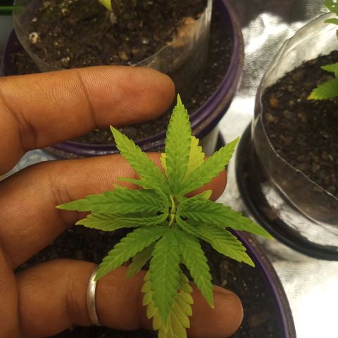 Seend Aleatória (Natural) growlog photo: Boa recuperação / iniciando o 6° nó