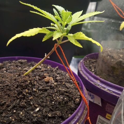 Seend Aleatória (Natural) growlog photo: Boa recuperação / iniciando o 6° nó