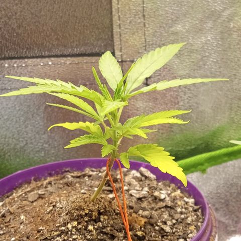 Seend Aleatória (Natural) growlog photo: Ótima recuperação / iniciando a 6 ramificações 