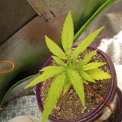 Seend Aleatória (Natural) growlog timeline photo