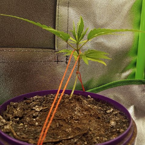 Seend Aleatória (Natural) growlog timeline photo