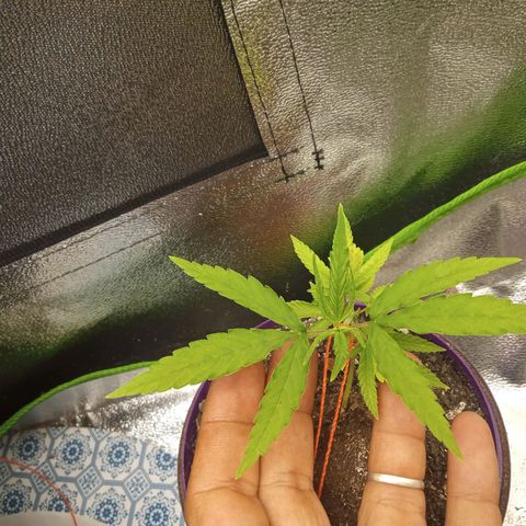 Seend Aleatória (Natural) growlog timeline photo