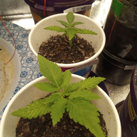 Bodinho growlog timeline photo