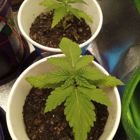 Bodinho growlog timeline photo