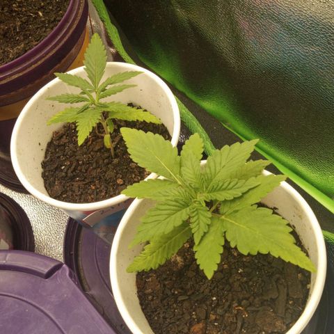 Bodinho growlog timeline photo