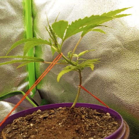 Seend Aleatória (Natural) growlog timeline photo