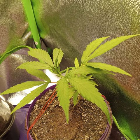 Seend Aleatória (Natural) growlog timeline photo