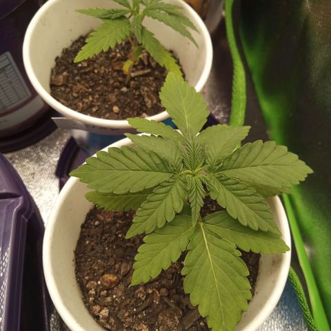 Bodinho growlog timeline photo