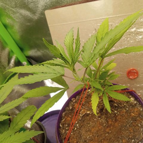 Seend Aleatória (Natural) growlog timeline photo