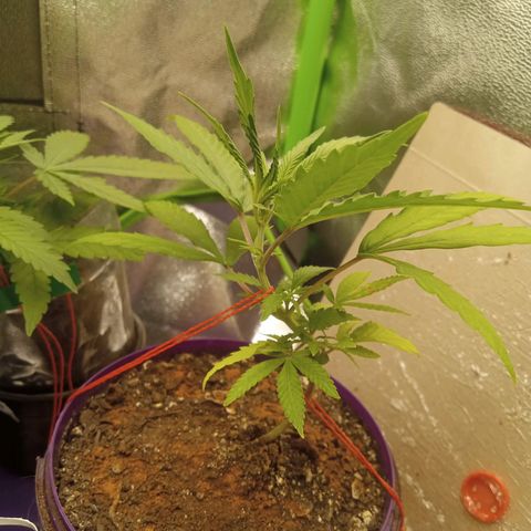 Seend Aleatória (Natural) growlog timeline photo