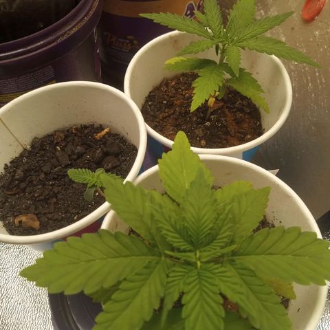 Bodinho growlog timeline photo