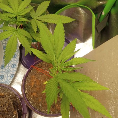 Seend Aleatória (Natural) growlog timeline photo